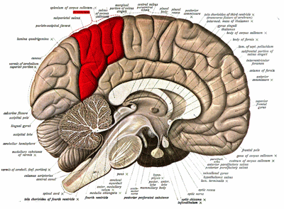 Precuneus
