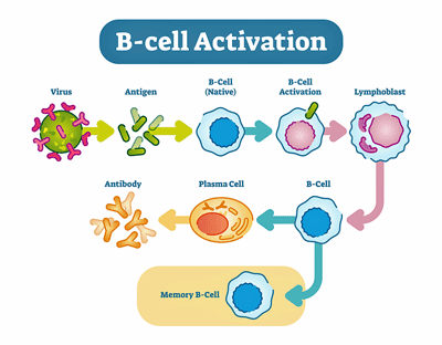 B-cell activation