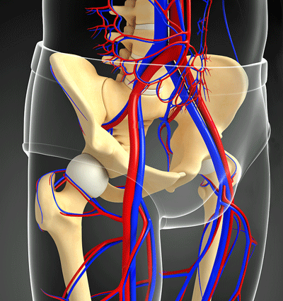 Pelvic circulatory system