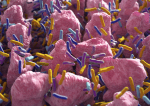 gut bacteria gut wall