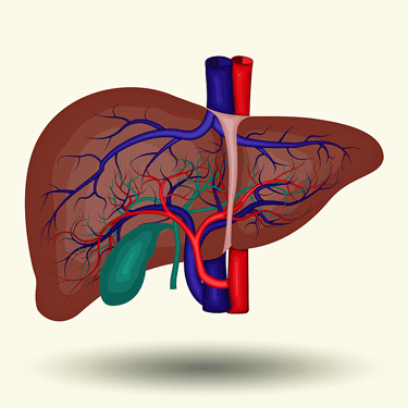 Liver