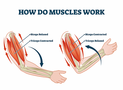 muscles work