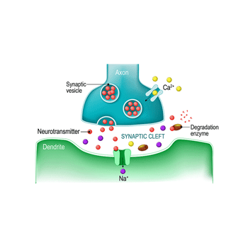neuron functioning