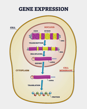 gene expression