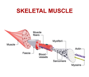 A skeletal muscle fiber