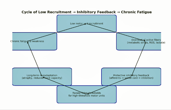 Muscle recruitment scenario