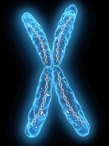 Chromosomes