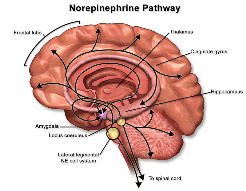 norepinephrine pathway