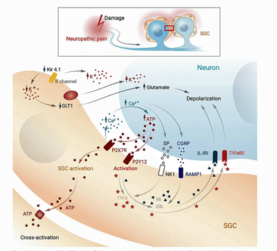 satellite glial cells - neurons