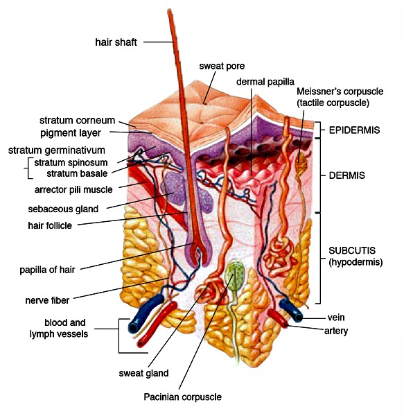 Skin anatomy