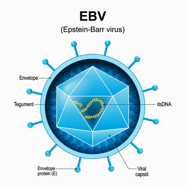 Epsteini-Barr virus