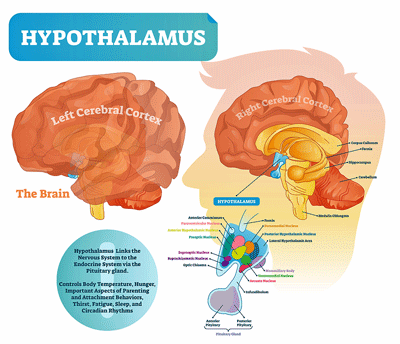 hypothalamus