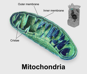 mitochondria