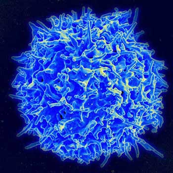 T-cells