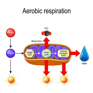 ATP production