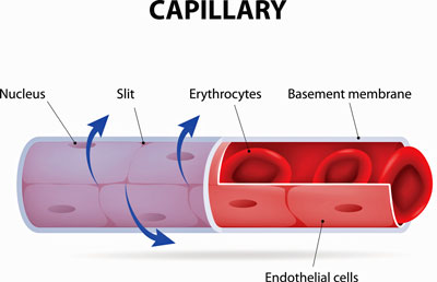 Capillaries