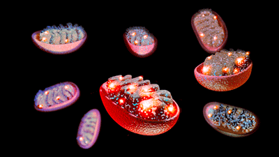 mitochondria