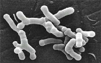 bifidobacteria