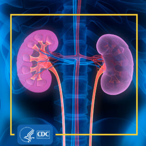 Kidneys