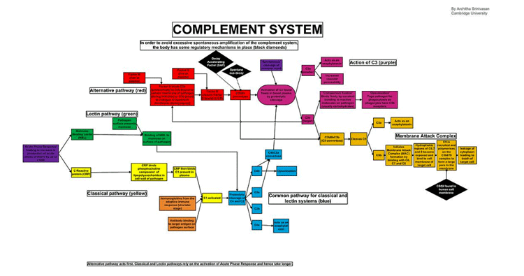 complement system
