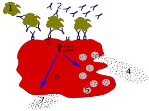 mast cells