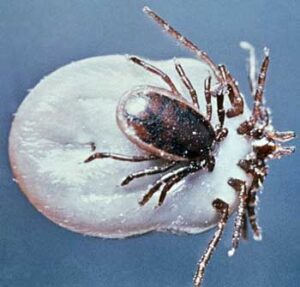 tick