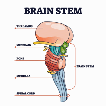 brainstem