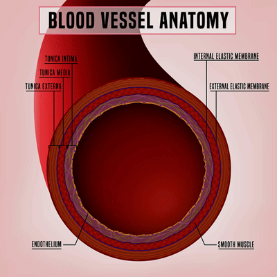 endothelial cells