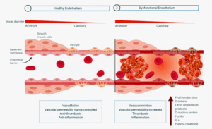 endothelium blood vessels