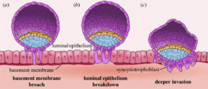 Luminal epithelium