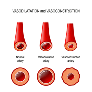 blood vessels
