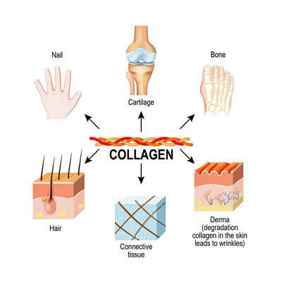 collagen