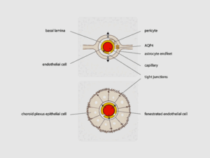 blood brain barrier