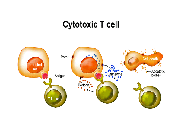 cytotoxic T-cells