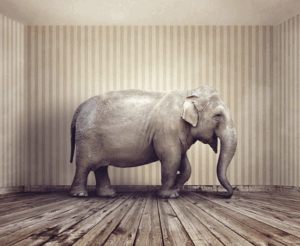 elephant in room