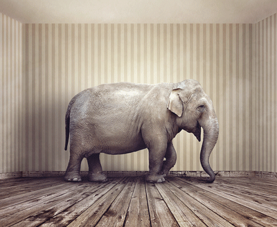 elephant in room