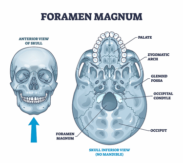 foramen magnum