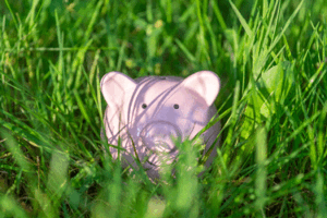 grass bunny