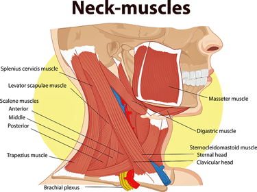 neck muscles