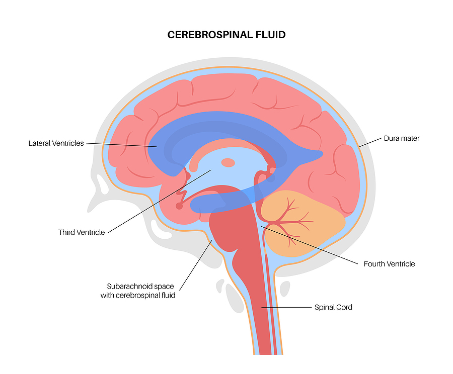 ventricular system