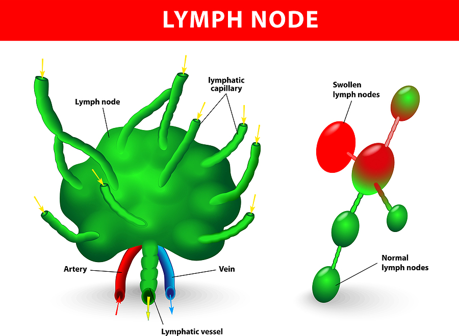 Lymph nodes