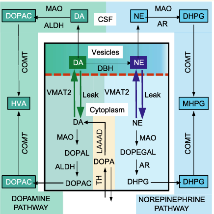 catecholamine pathway