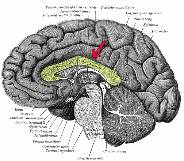 Corpus callosum