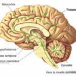 Locus coeruleus