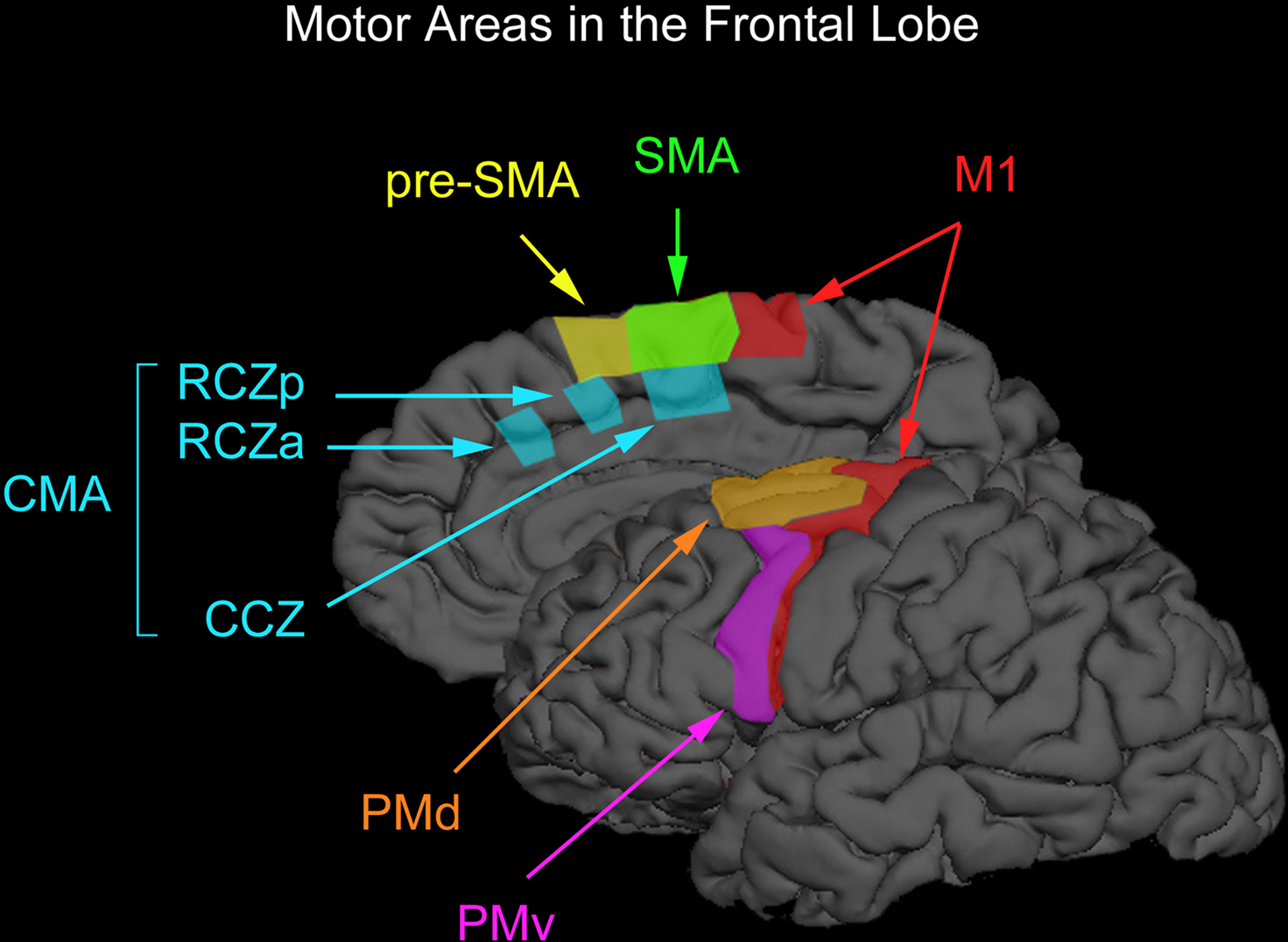 Motor Areas frontal lobe