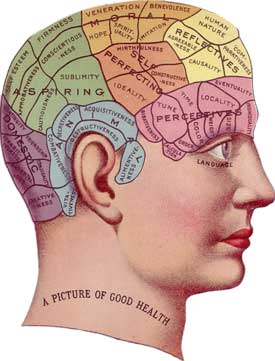 The brain