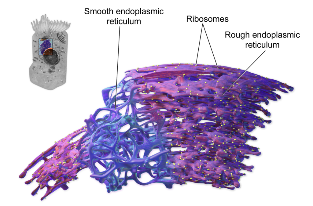 Endoplasmic reticulum