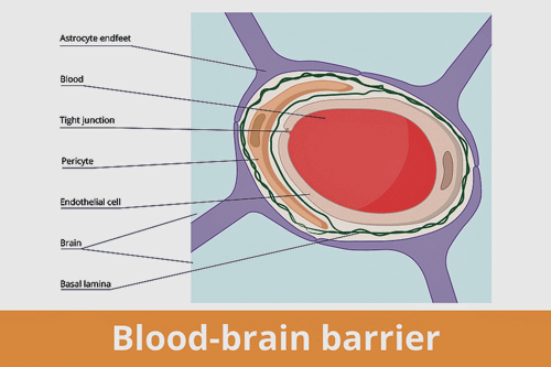 blood brain barrier