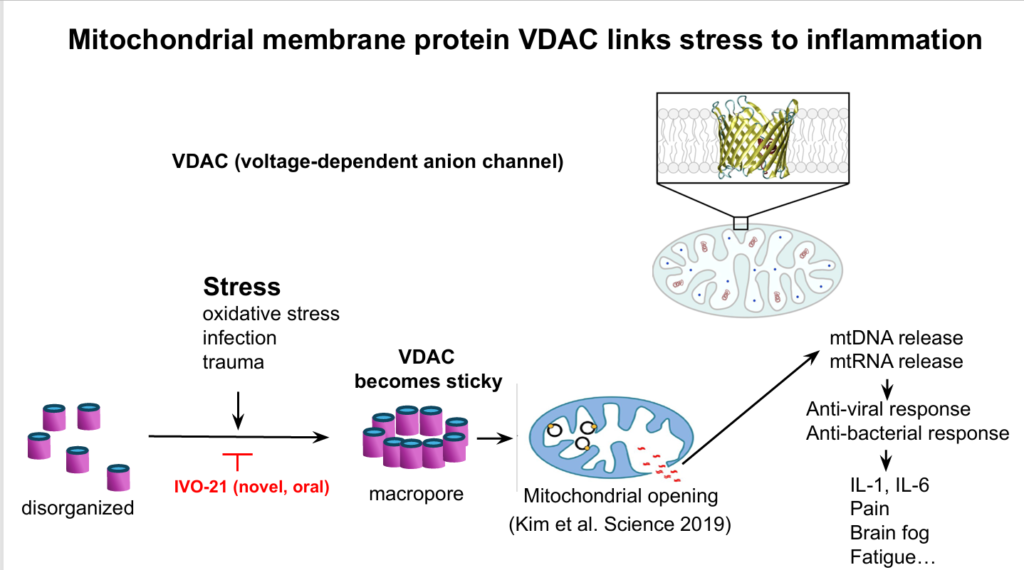 When the mitochondria come under stress, the VDAC proteins can form macropores which allow mtDNA to leak out of the mitochondria into the interior of the cell - a big no-no.