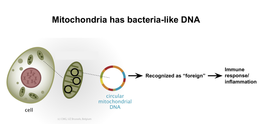mtDNA